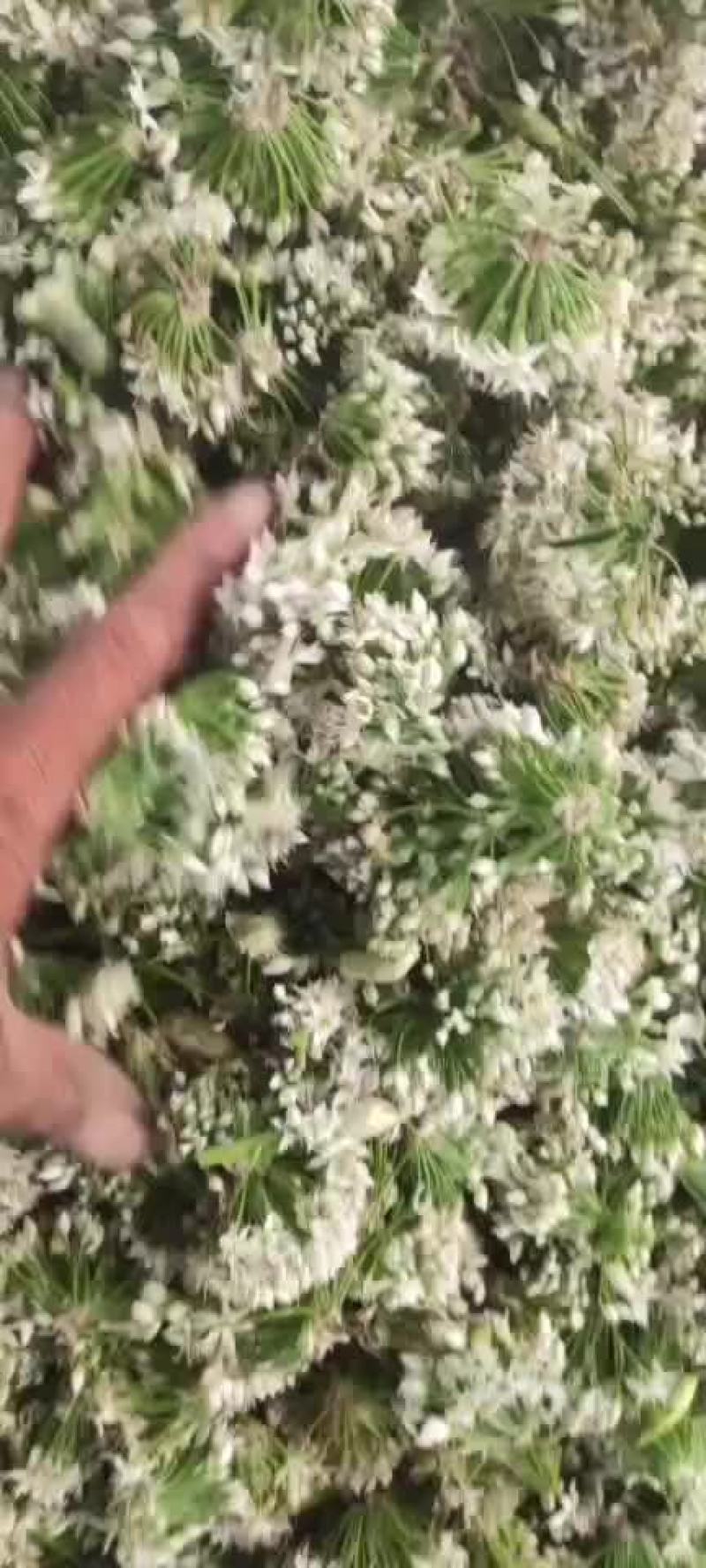 韭菜花
