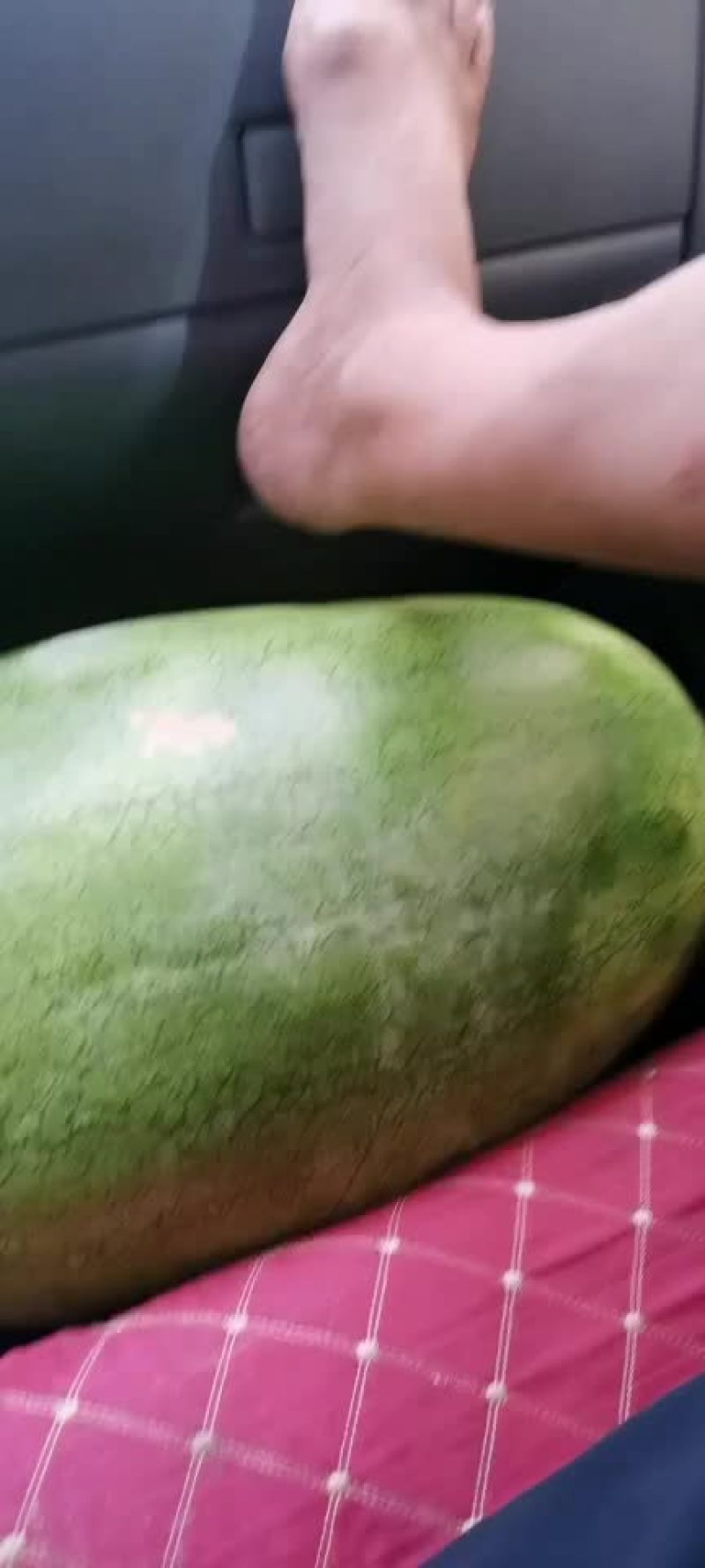双城区新红宝西瓜