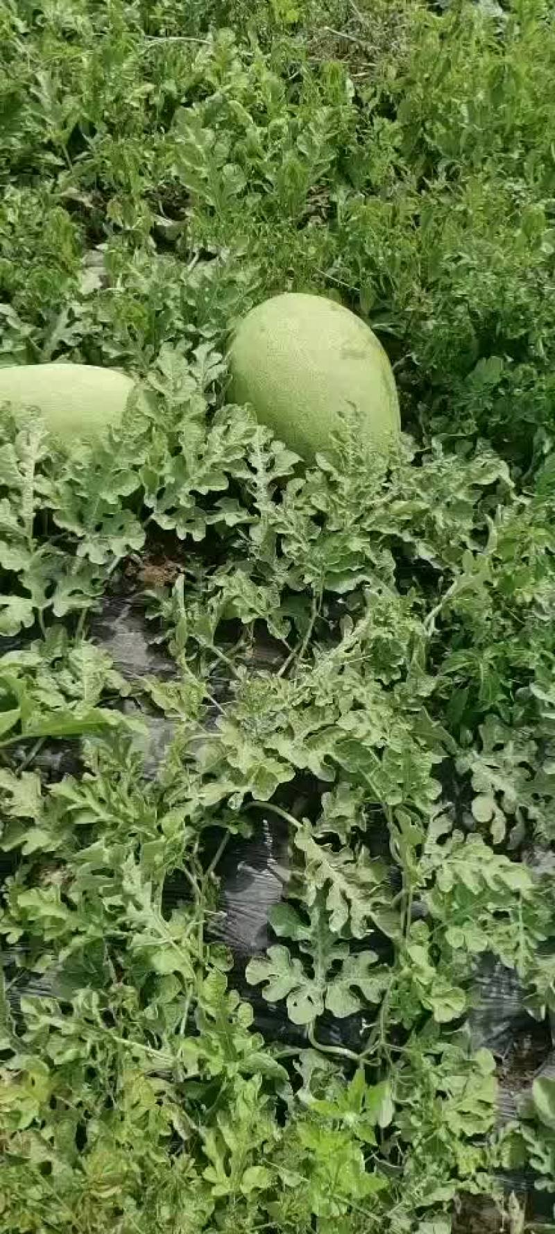 双城区新红宝西瓜