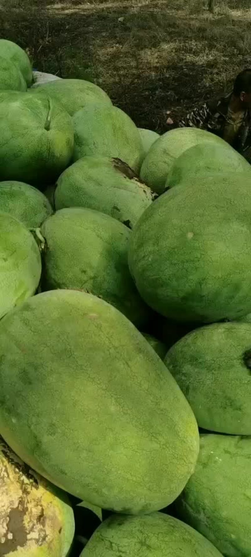 双城区新红宝西瓜