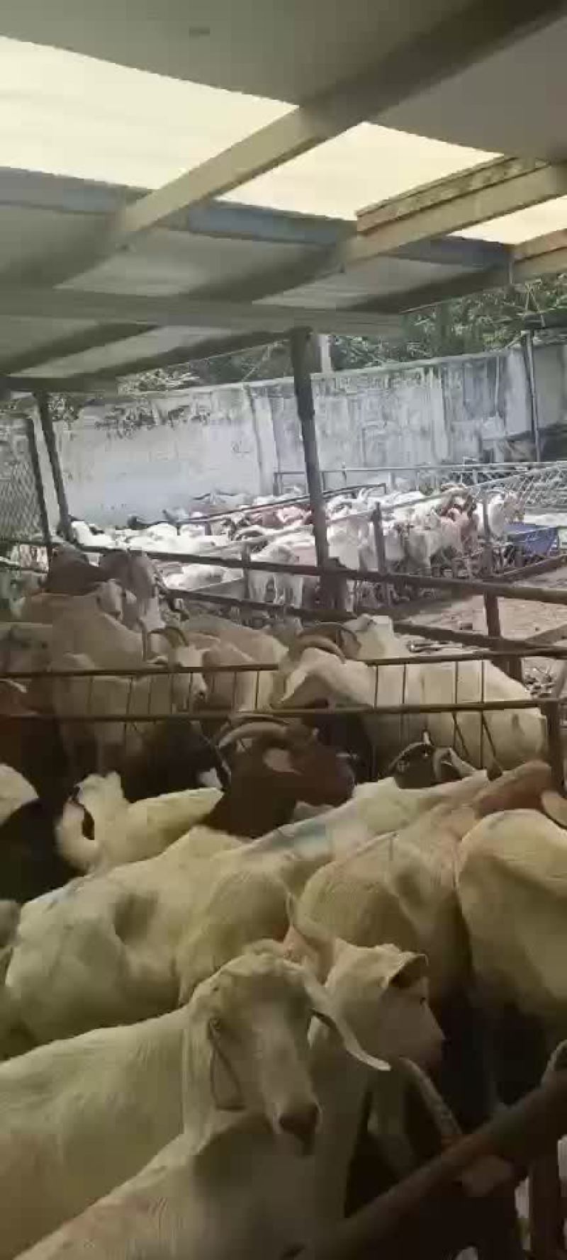 精品波杂育肥转用公糕，可视频看货，价格可谈