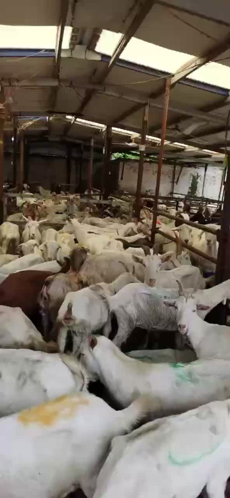 精品波杂育肥转用公糕，可视频看货，价格可谈