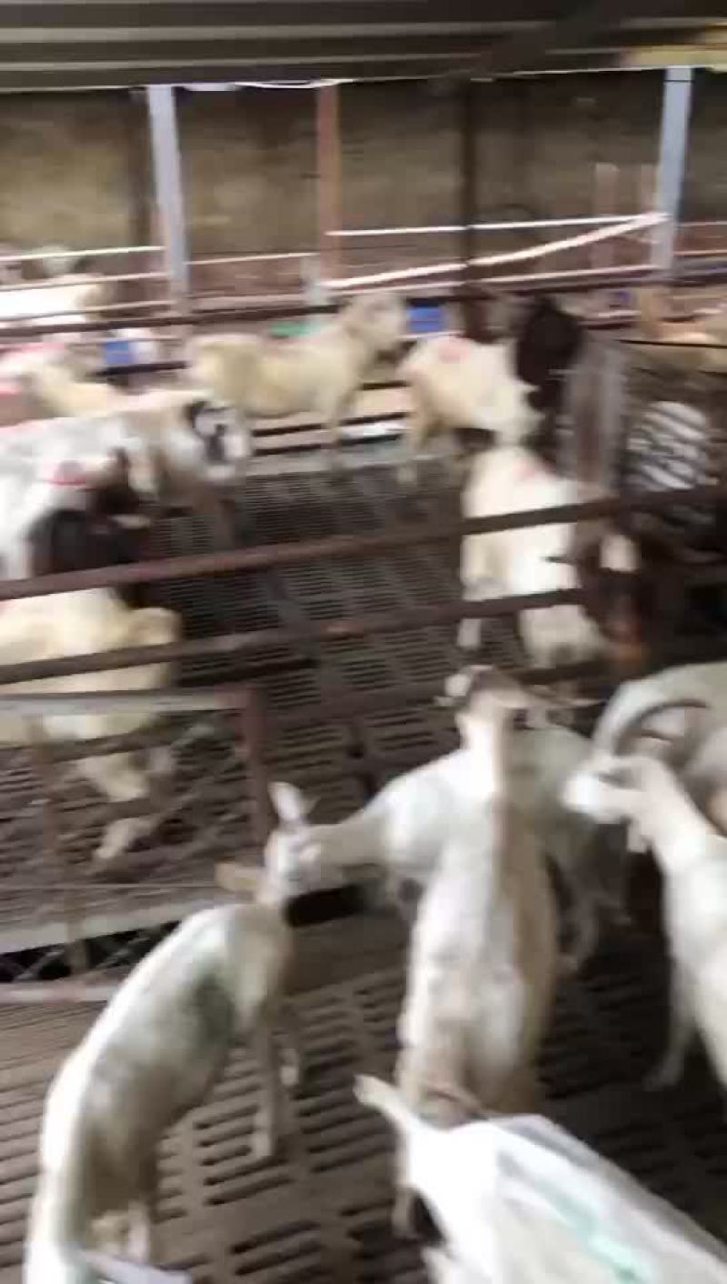 精品波杂育肥转用公糕，可视频看货，价格可谈