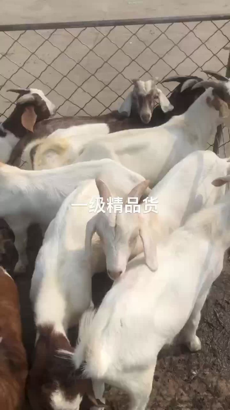 精品波杂育肥转用公糕，可视频看货，价格可谈