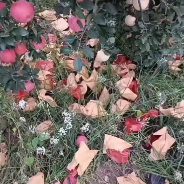 百亩红富士苹果