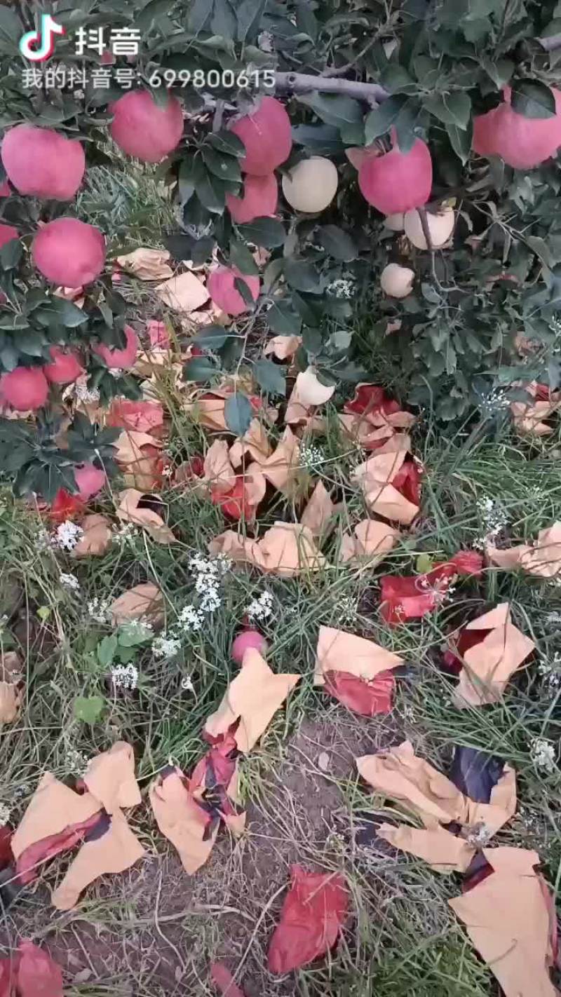 百亩红富士苹果