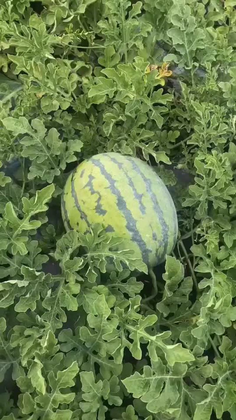 地雷西瓜