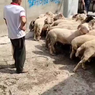一级肉羊串