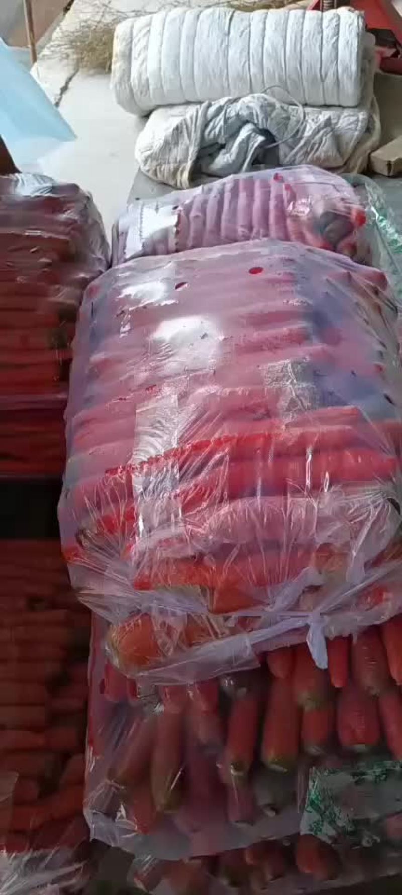 陕西大荔沙地称杆红萝卜，基地直供，价格美丽，欢迎来电！