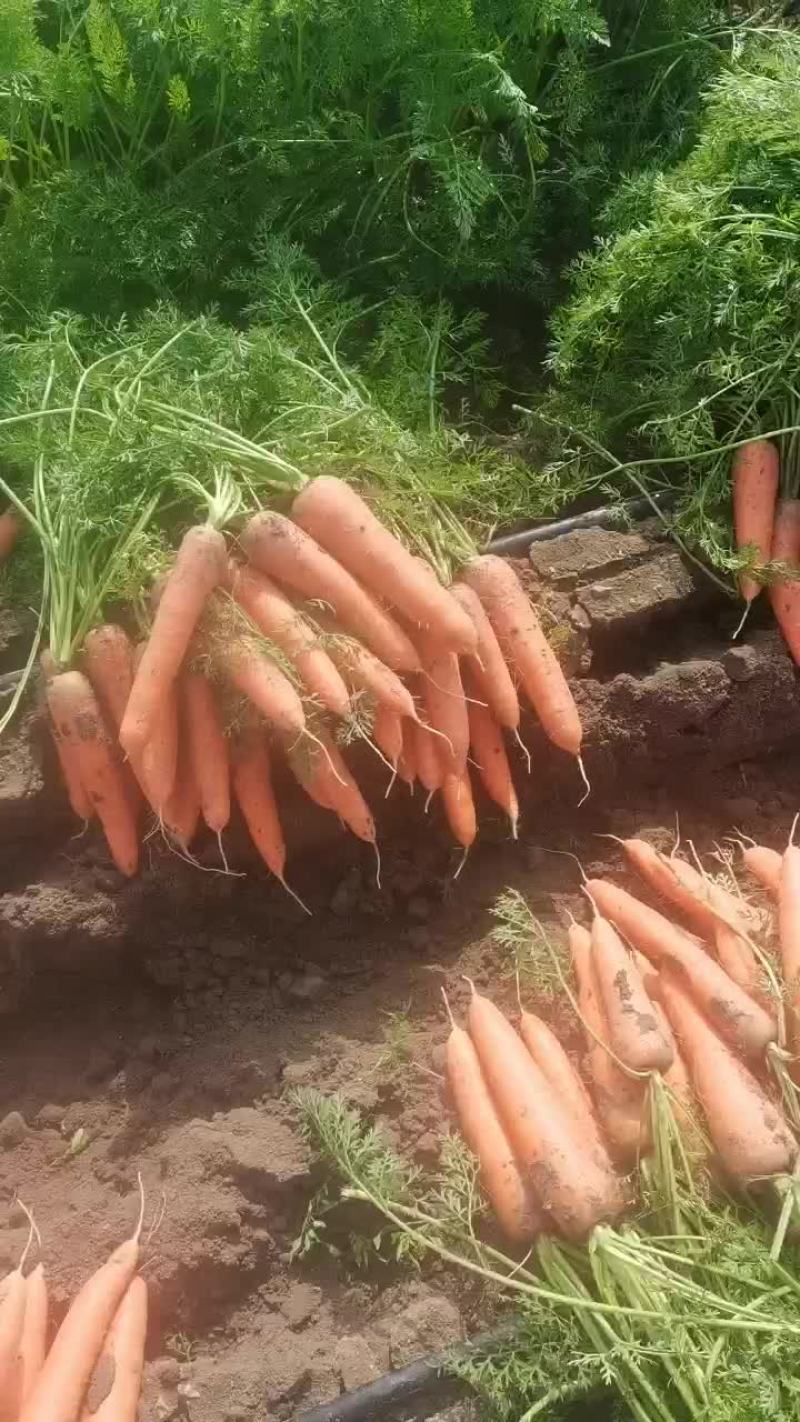 红萝卜