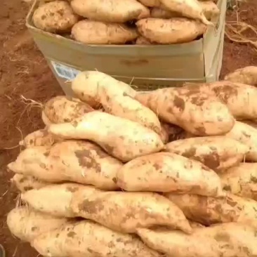 大量精品辉薯上市中