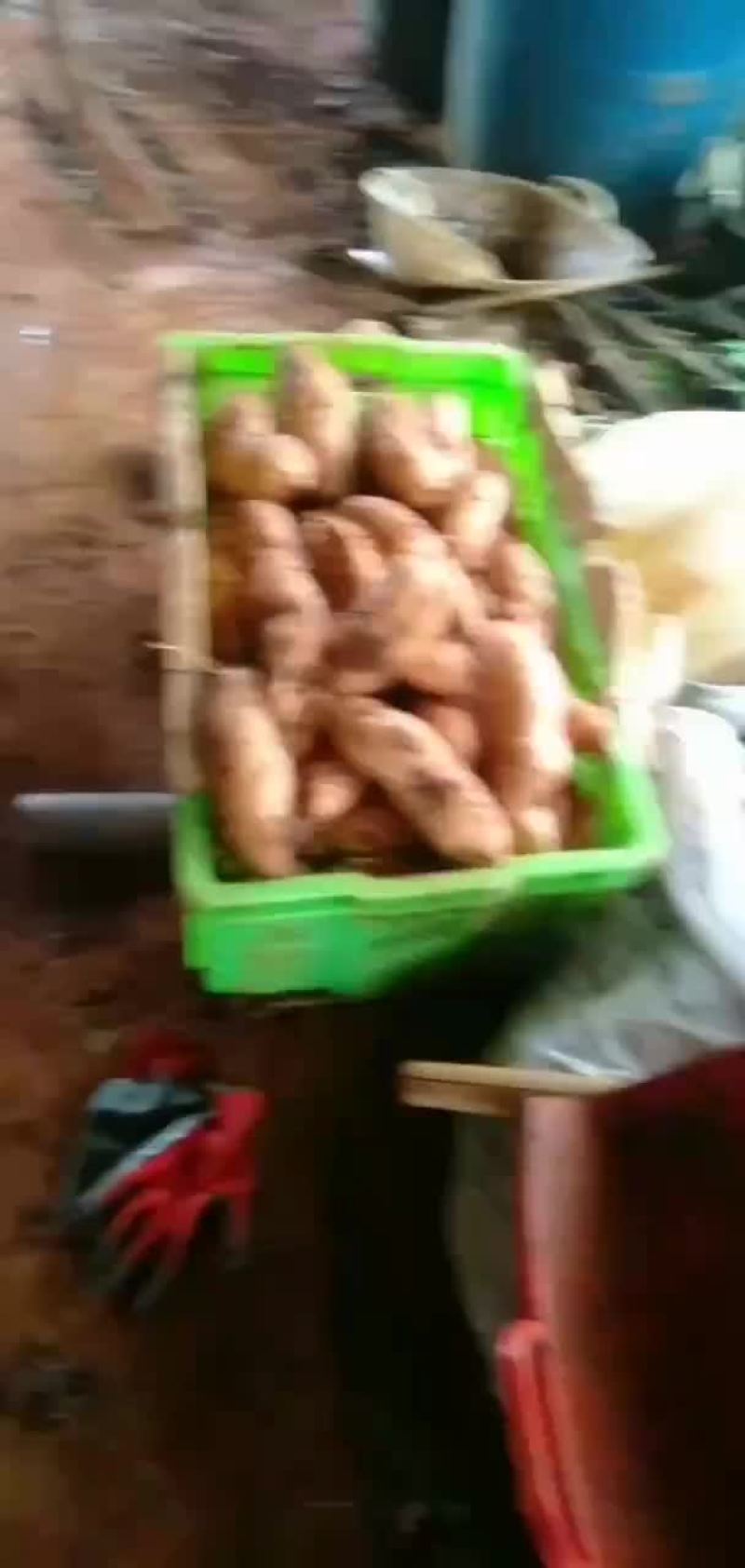 大量精品辉薯上市中