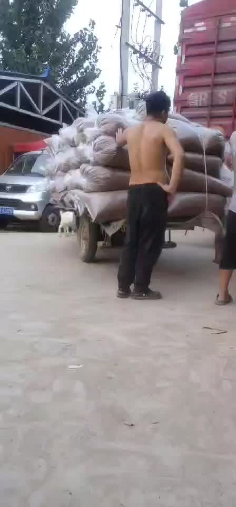 专业代收黄粉虫