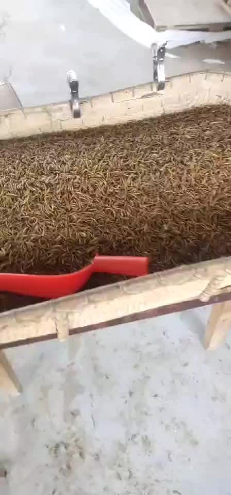 专业代收黄粉虫