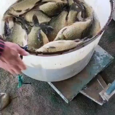 黄金鲫鱼