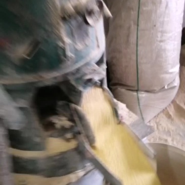 春谷小米加工中