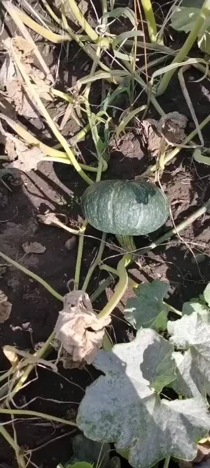 爱碧斯南瓜