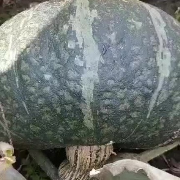 爱碧斯南瓜