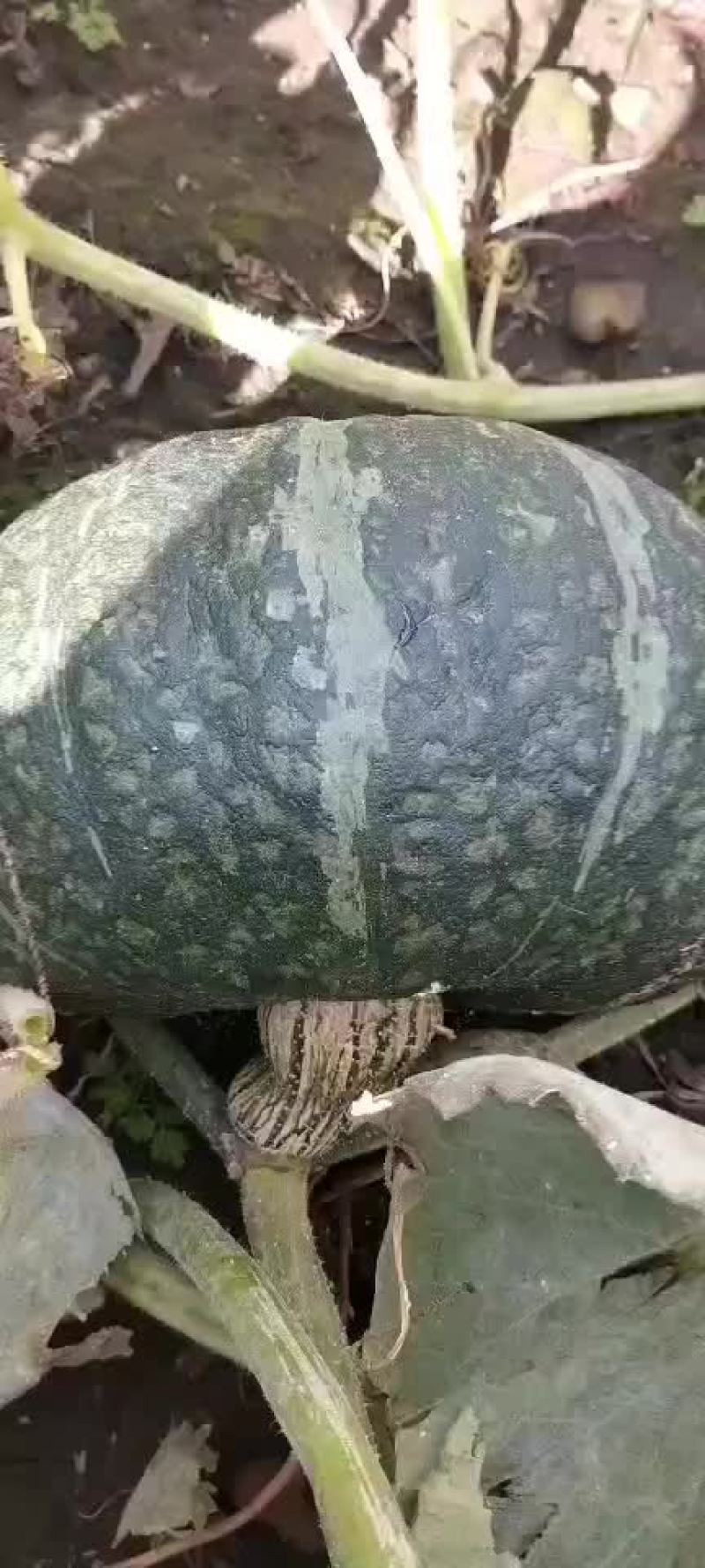 爱碧斯南瓜