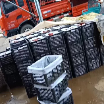 今天下雨，黄金梨继续热卖中，最新价格，上车价一块六
