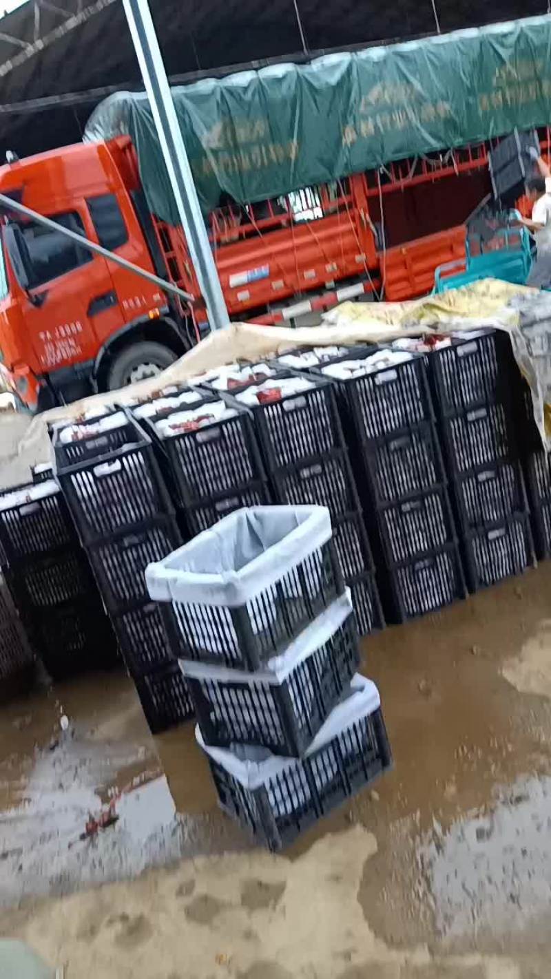 今天下雨，黄金梨继续热卖中，最新价格，上车价一块六