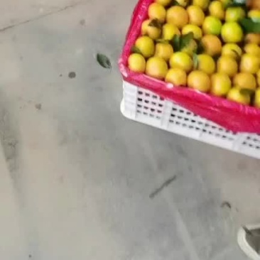 叶橘