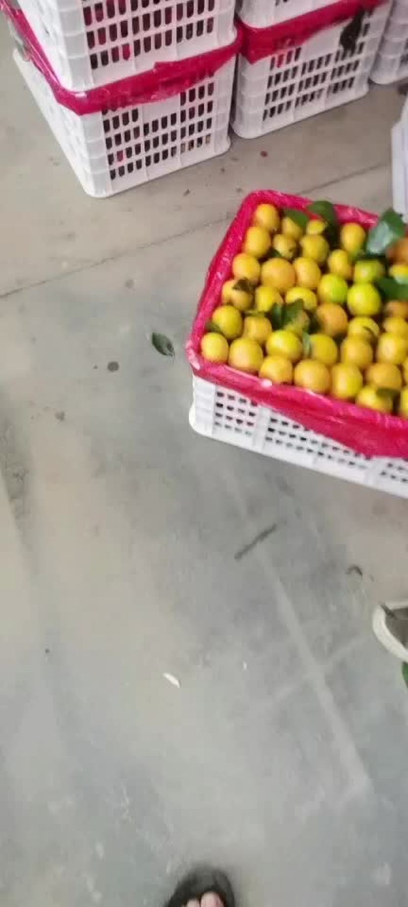 叶橘