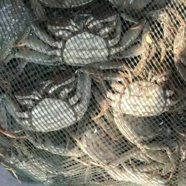 七里海本地河蟹价格美丽