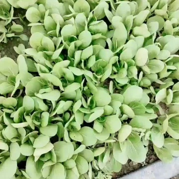 精品小颗油菜，上海青，小青菜