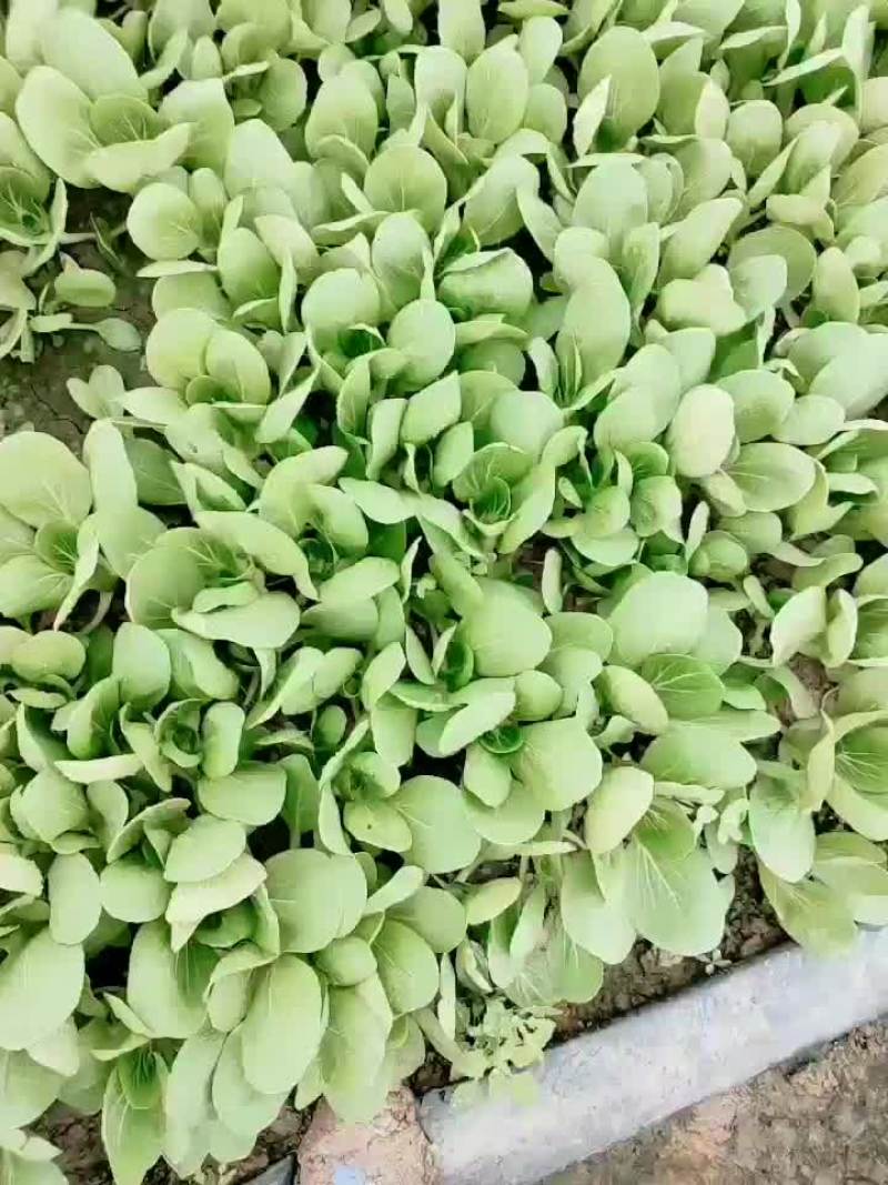 精品小颗油菜，上海青，小青菜