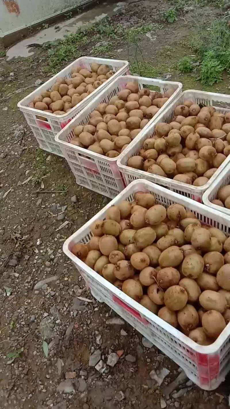 河南西峡绿心海沃德