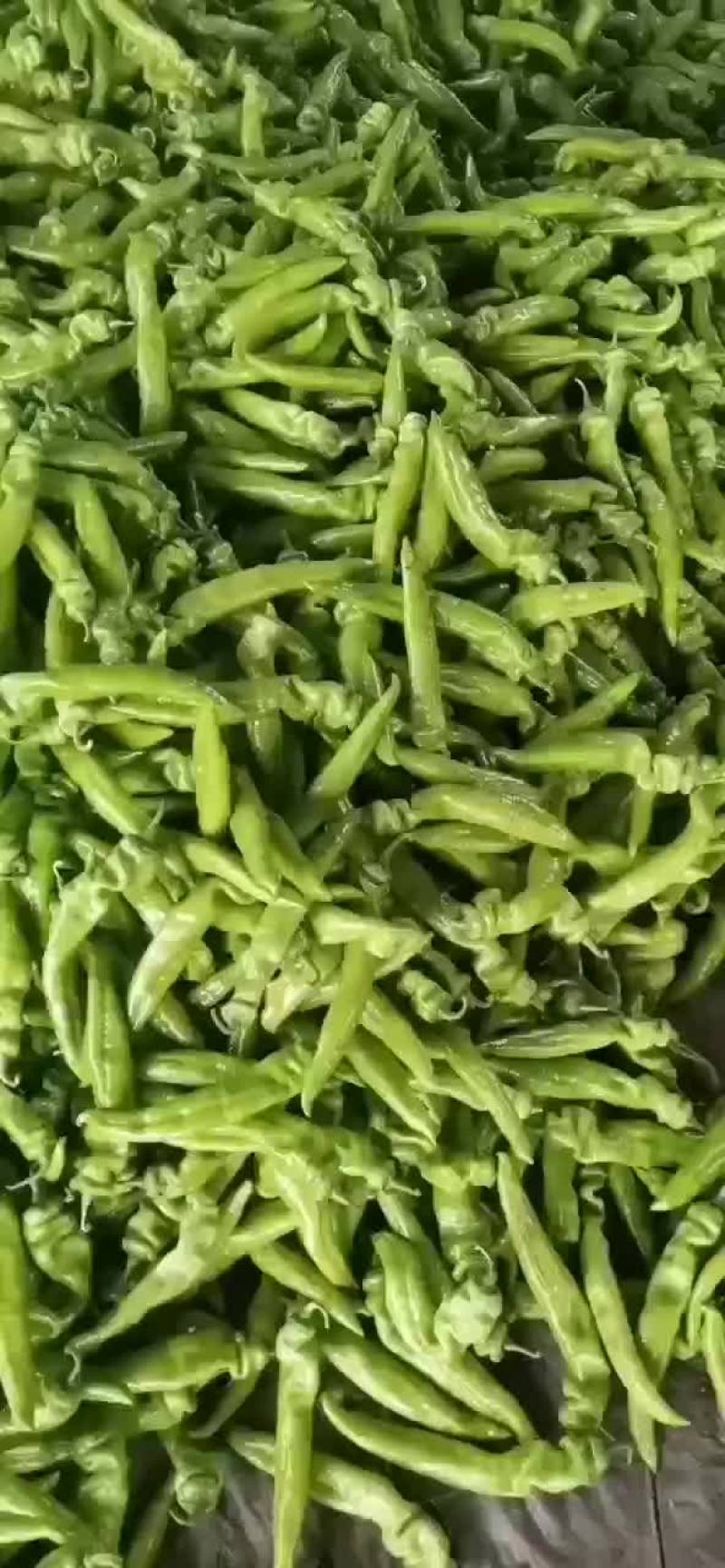 黄皮尖椒