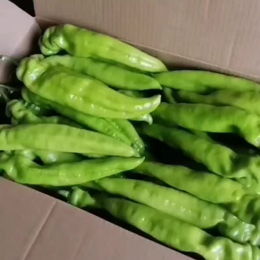 黄皮尖椒