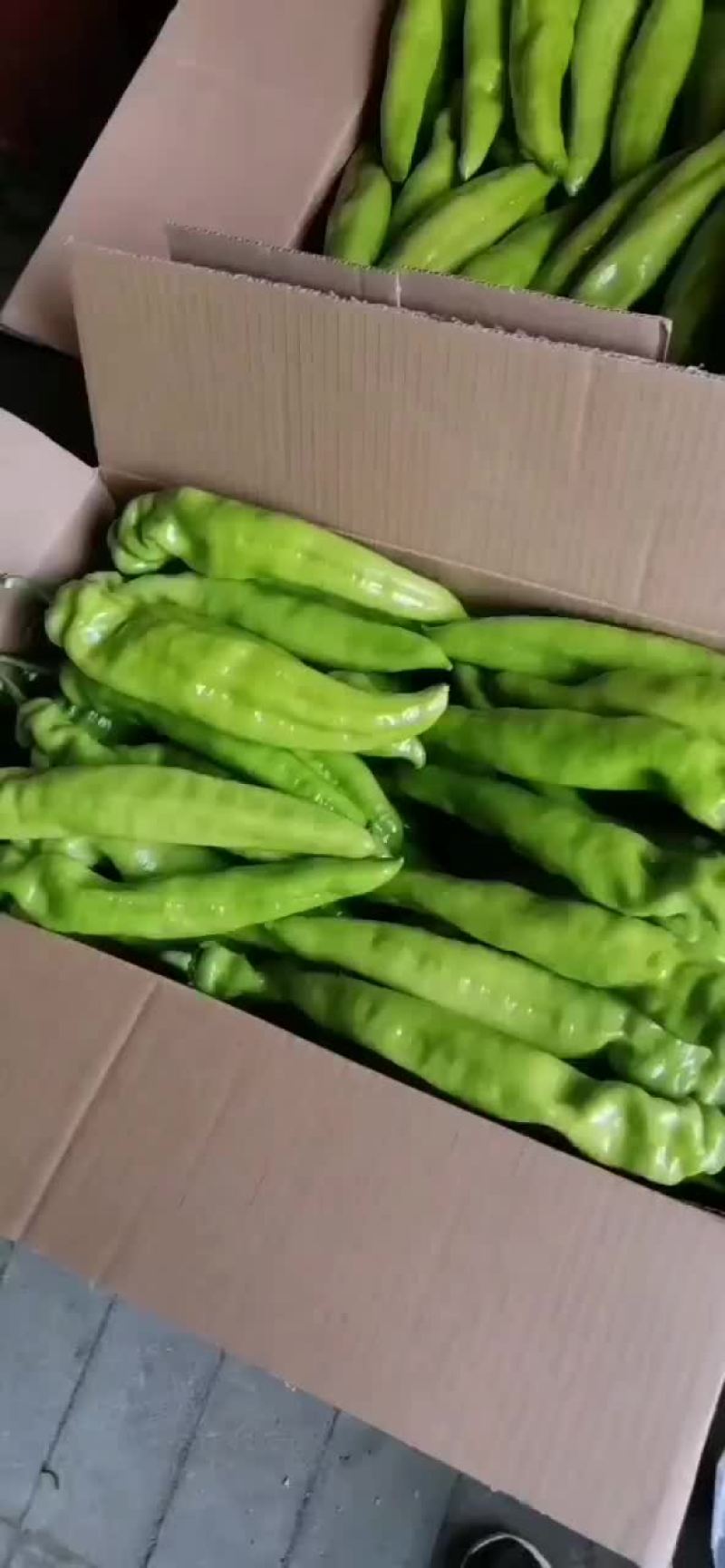黄皮尖椒