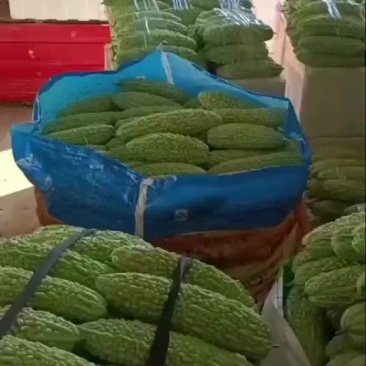 白苦瓜