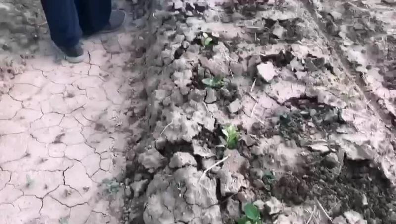 自走式秧苗移栽机，种植机，多功能移栽机，种植机。