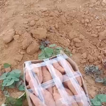 云南高原烟薯25，糖化好的