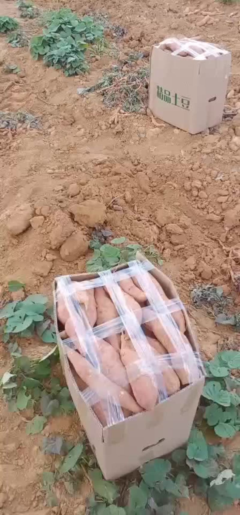 云南高原烟薯25，糖化好的