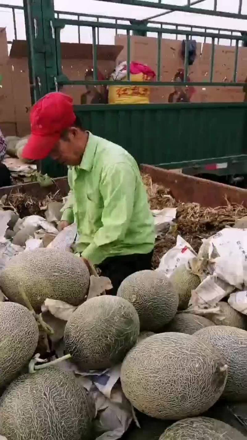 西州蜜瓜