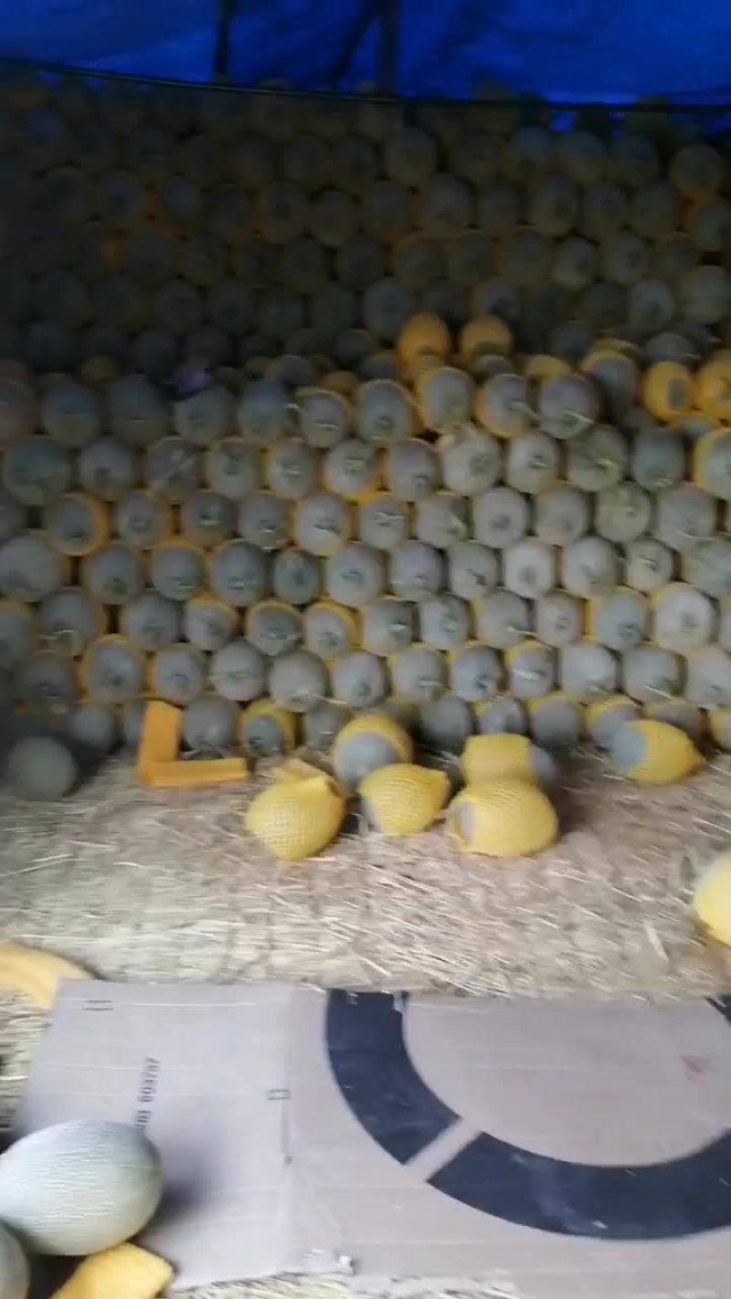 西州蜜瓜