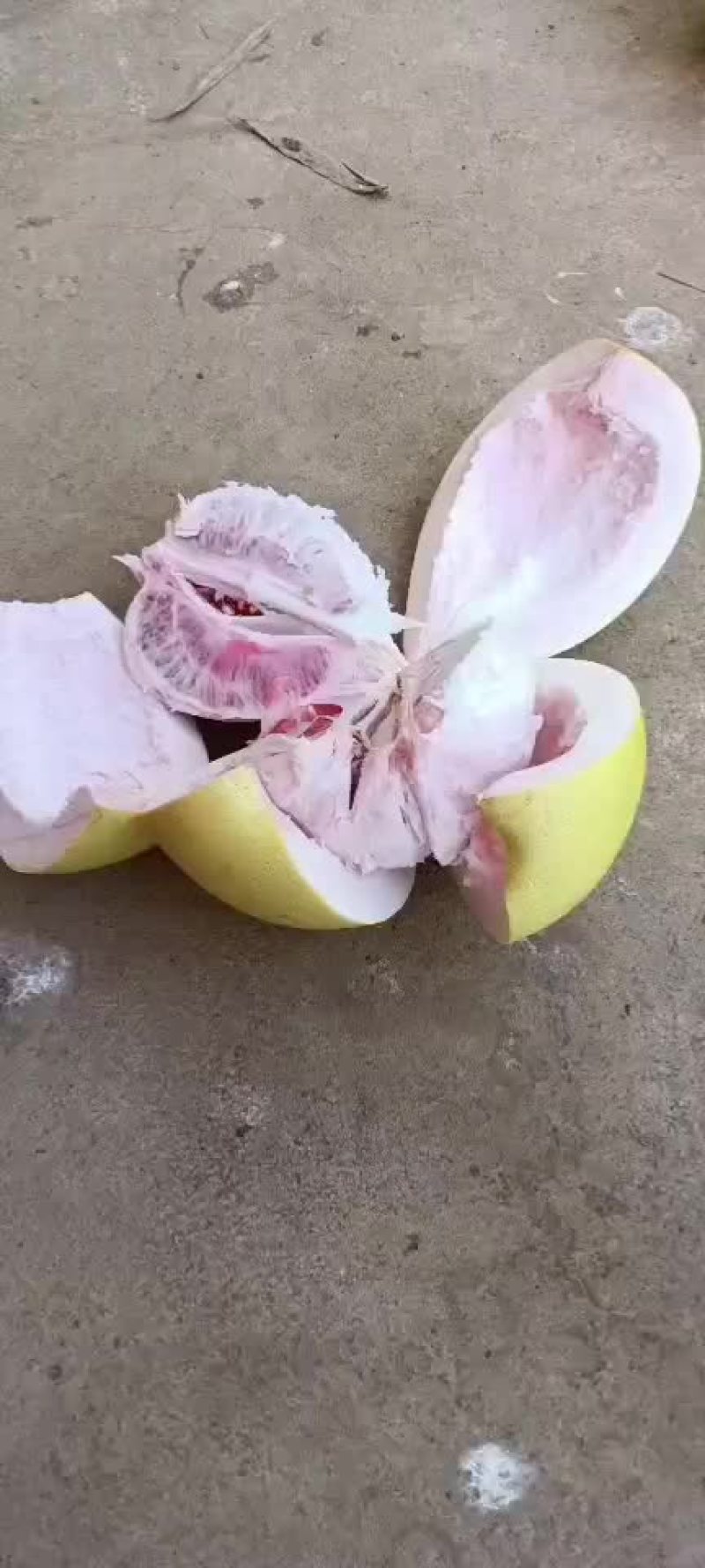 大量红心柚出手