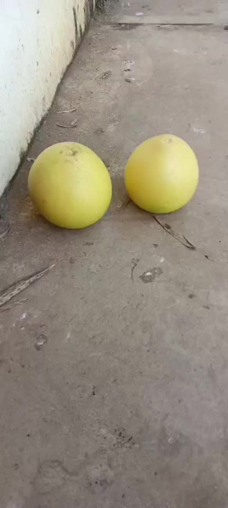 大量红心柚出手