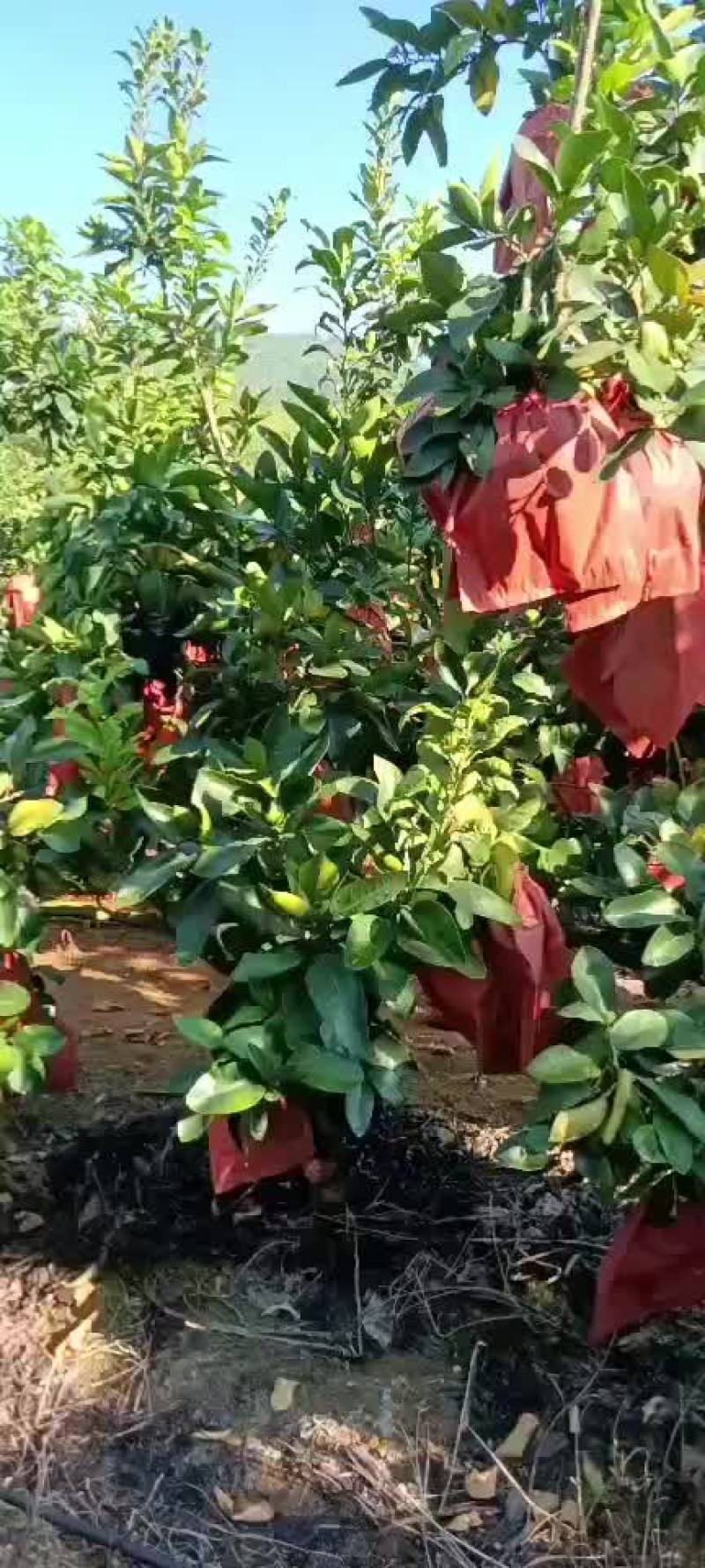 大量红心柚出手