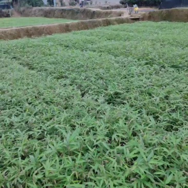 无纺布杯楠竹苗大量上市