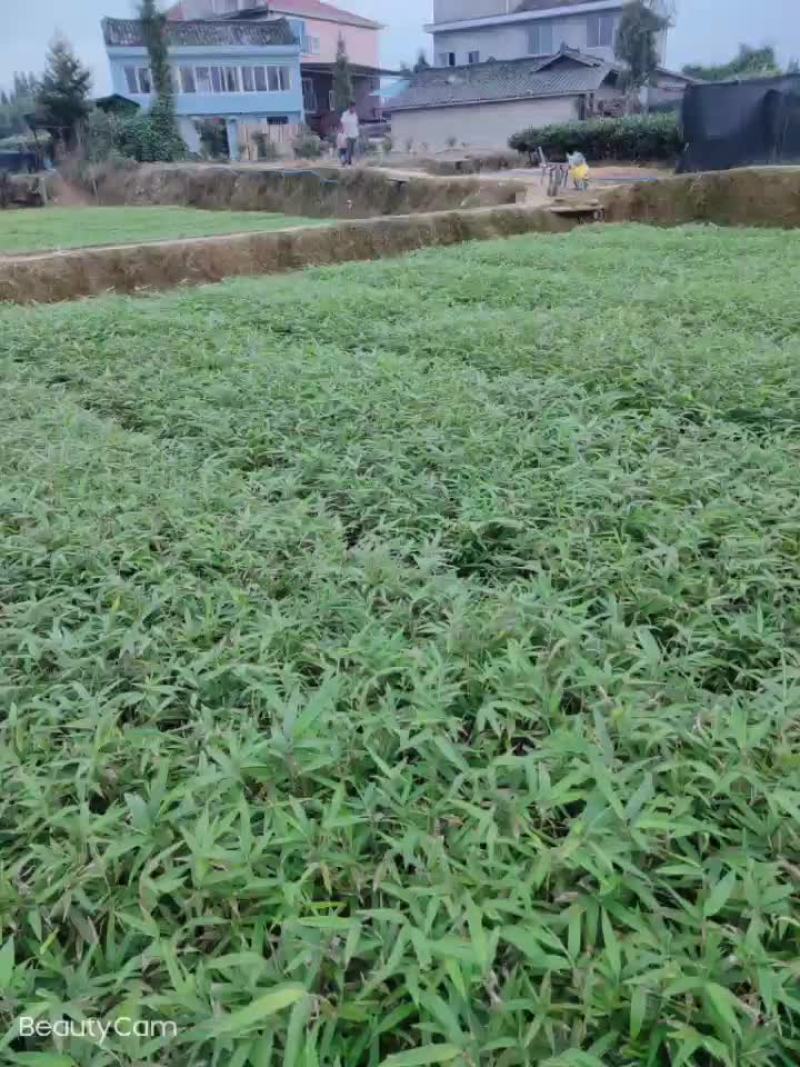 无纺布杯楠竹苗大量上市