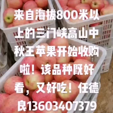 来自海拔800米以上的三门峡高山中秋王苹果开始收购啦！