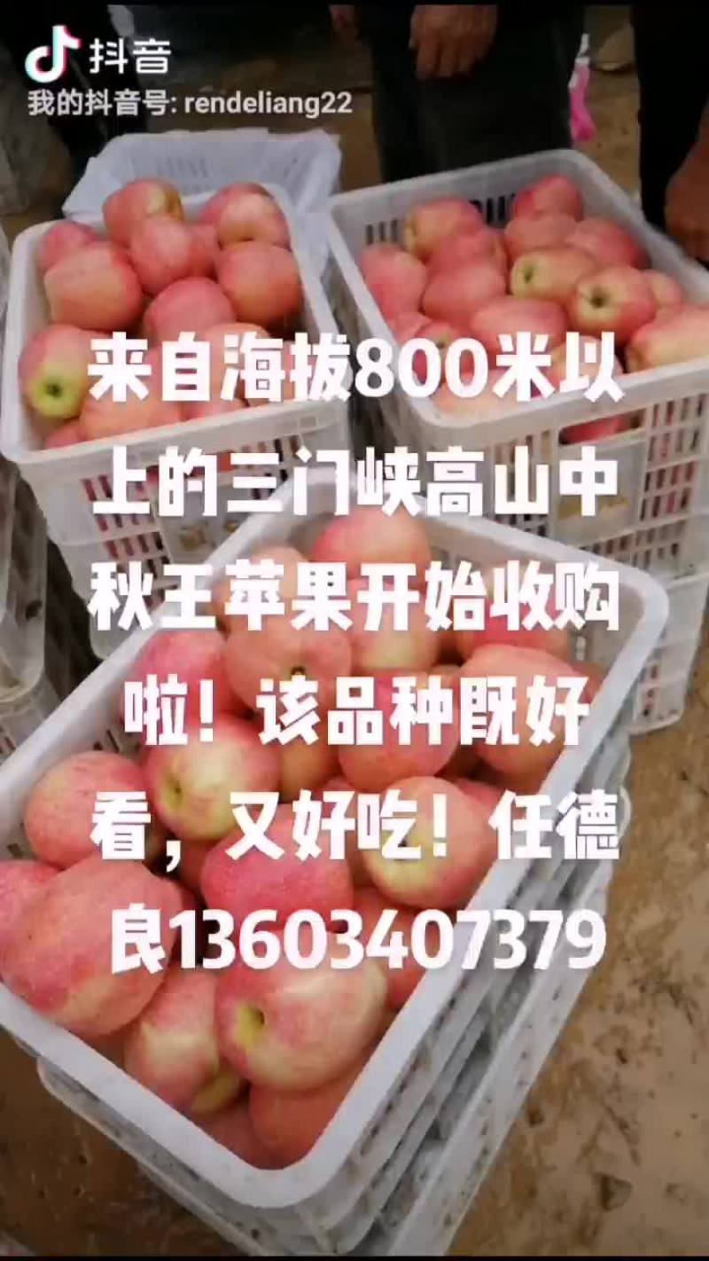 来自海拔800米以上的三门峡高山中秋王苹果开始收购啦！