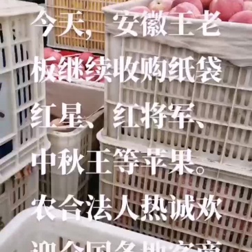 安徽王老板继续收购纸袋红星、军等苹果！红将