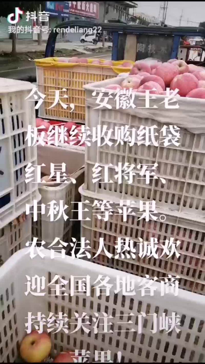 安徽王老板继续收购纸袋红星、军等苹果！红将