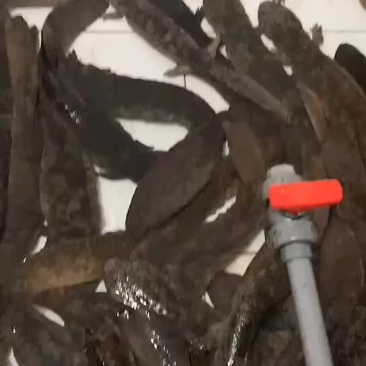 娃娃鱼，贵州冷水娃娃鱼，